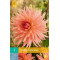 (60250) Dahlia Cactus Preference (zalmrose) (1 st.) 2025 niet leverbaar