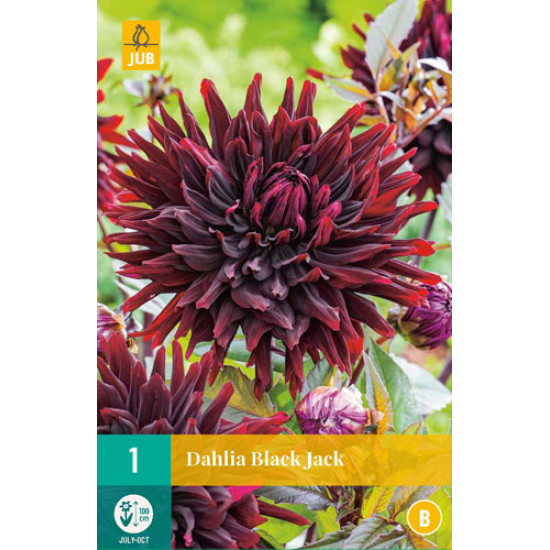 (60260) Dahlia Cactus Black Jack (diep rood) (1 st.)