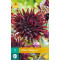 (60260) Dahlia Cactus Black Jack (diep rood) (1 st.)