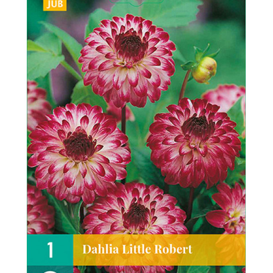 (60310) Dahlia Pompon Little Robert (rood met wit) (1 st.)
