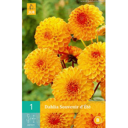 (60320) Dahlia Pompon Souvenir d'Ete (oranje) (1 st.) (60320) Dahlia Pompon Souvenir d'Ete (oranje) (1 st.)