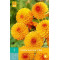 (60320) Dahlia Pompon Souvenir d'Ete (oranje) (1 st.)