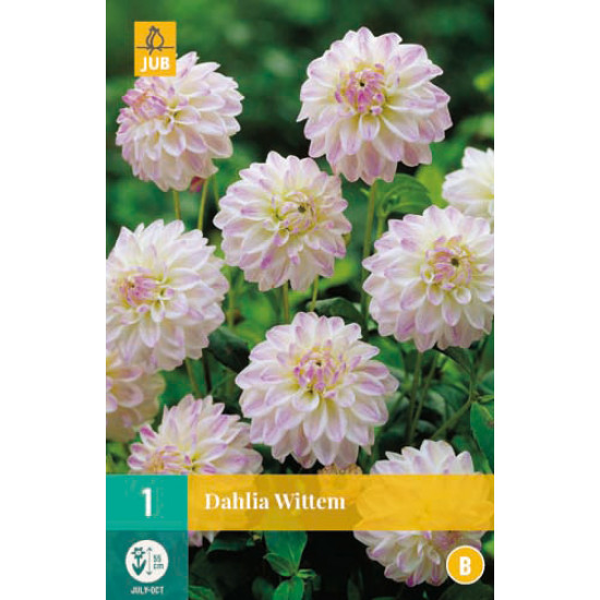 (60360) Dahlia Pompon Wittem (witroze) (1 st.)