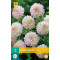 (60360) Dahlia Pompon Wittem (witroze) (1 st.)