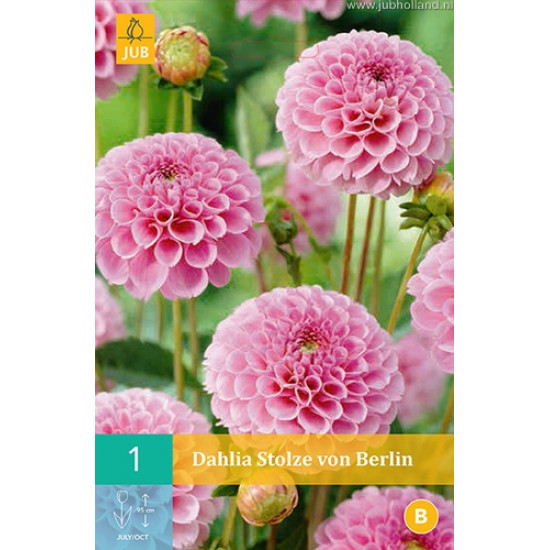 (60370) Dahlia Pompon Stolze von Berlin (donkerroze) (1 st.)