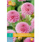 (60370) Dahlia Pompon Stolze von Berlin (donkerroze) (1 st.)