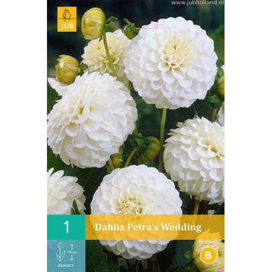 (60350) Dahlia Pompon White Aster (wit) (1 st.)