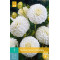 (60350) Dahlia Pompon White Aster (wit) (1 st.)