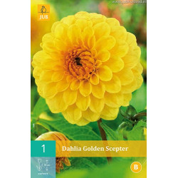 (60340) Dahlia Pompon Golden Septer (geel) (1 st.) (60340) Dahlia Pompon Golden Septer (geel) (1 st.)