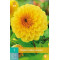 (60340) Dahlia Pompon Golden Septer (geel) (1 st.)