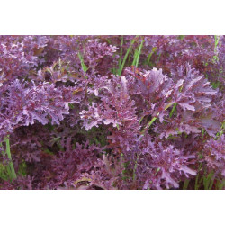 Bladmosterd Purple frills (Biologisch) (71035) Bladmosterd Purple frills (Biologisch) (71035)