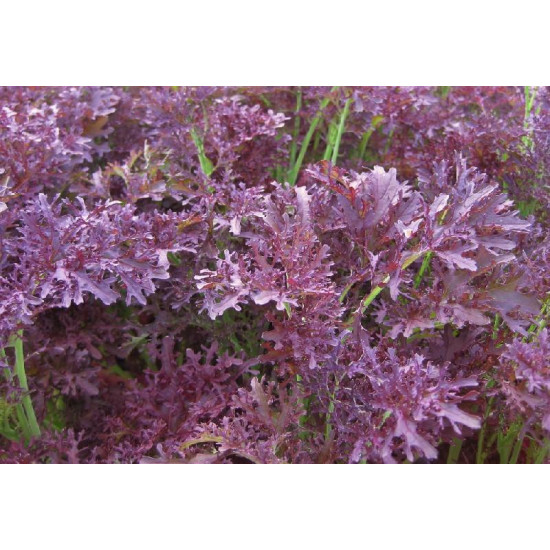 Bladmosterd Purple frills (Biologisch) (71035)