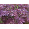 Bladmosterd Purple frills (Biologisch) (71035)