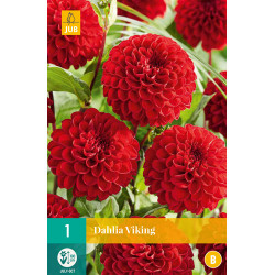 (60330) Dahlia Pompon Viking (felrood) (1 st.) (60330) Dahlia Pompon Viking (felrood) (1 st.)