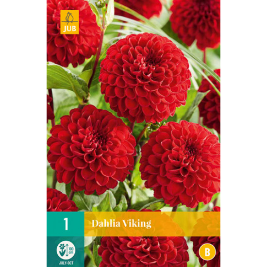 (60330) Dahlia Pompon Viking (felrood) (1 st.)