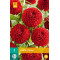 (60330) Dahlia Pompon Viking (felrood) (1 st.)