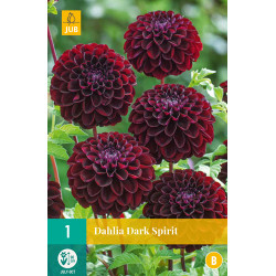 (60300) Dahlia Pompon Dark Spirit (zwartrood) (1 st.)