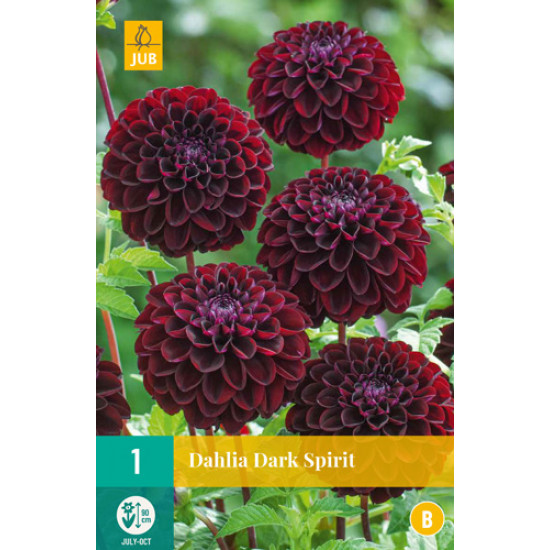 (60300) Dahlia Pompon Dark Spirit (zwartrood) (1 st.)