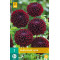 (60300) Dahlia Pompon Dark Spirit (zwartrood) (1 st.)