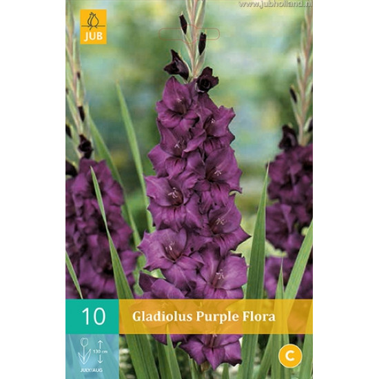 (60950) Gladiolen Purple Flora (purper) (10 st.)