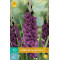 (60950) Gladiolen Purple Flora (purper) (10 st.)