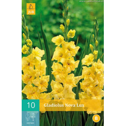 (60910) Gladiolen Nova Lux (geel) (10 st.)