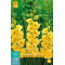 (60910) Gladiolen Nova Lux (geel) (10 st.)