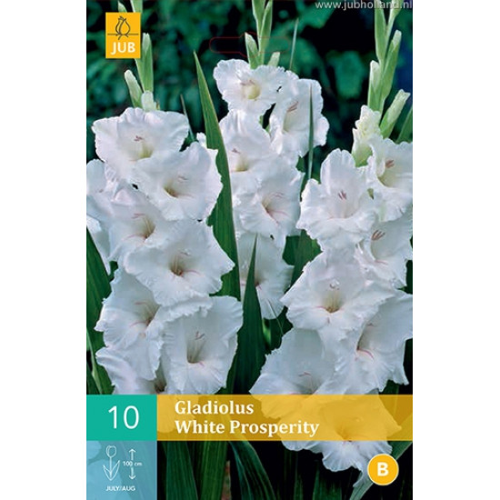 (60960) Gladiolen White Prosperty (wit) (10 st.)
