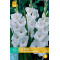 (60960) Gladiolen White Prosperty (wit) (10 st.)
