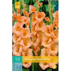 (60940) Gladiolen Peter Pears (zalm) (10 st.)