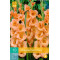 (60940) Gladiolen Peter Pears (zalm) (10 st.)