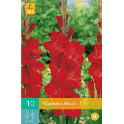 (60900) Gladiolen Oscar (rood) (10 st.) (60900) Gladiolen Oscar (rood) (10 st.)