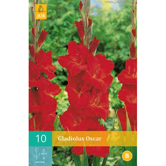 (60900) Gladiolen Oscar (rood) (10 st.)