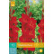 (60900) Gladiolen Oscar (rood) (10 st.)