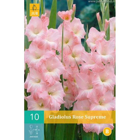 (60930) Gladiolen Supreme (roze) (10 st.)