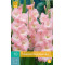 (60930) Gladiolen Supreme (roze) (10 st.)