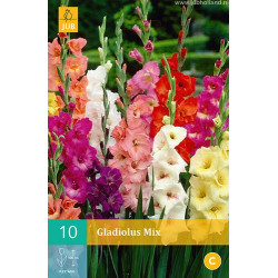 (60975) Gladiolen Mix (10 st.) (60975) Gladiolen Mix (10 st.)