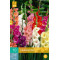 (60975) Gladiolen Mix (10 st.)