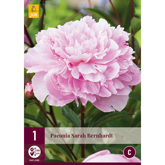 (61030) Pioenroos Sarah Bernardt (rose)