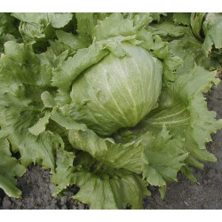 IJsbergsla Grazer Krauthauptel (Biologisch) (71845) IJsbergsla Grazer Krauthauptel (Biologisch) (71845)