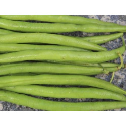 Stamslabonen Domino (Biologisch) (71082) Stamslabonen Domino (Biologisch) (71082)