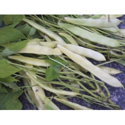 Stamsnijbonen/wasboon Capitano (Biologisch) (71215) Stamsnijbonen/wasboon Capitano (Biologisch) (71215)