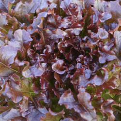 Krulsla Red Salad Bowl (Biologisch) 