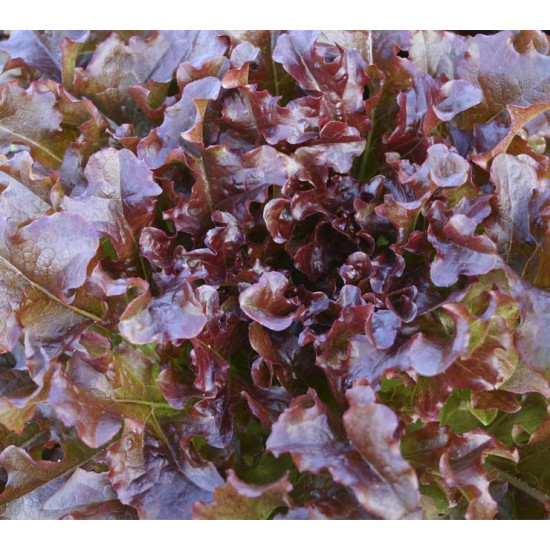 Krulsla Red Salad Bowl (Biologisch) (71835)