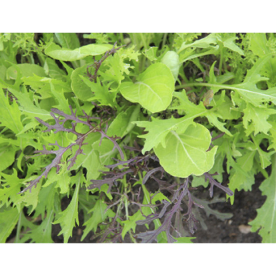 Mengsel Aziatische mesclun (Biologisch) (71825)