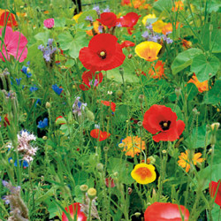 (83860) Wildbloemenmengsel (per 500 gram)