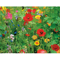 (83860) Wildbloemenmengsel (per 500 gram)