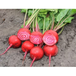 Kroten Chioggia (Biologisch) (71065)