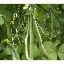 Pronkbonen Lady Di (Biologisch) (71205) Pronkbonen Lady Di (Biologisch) (71205)