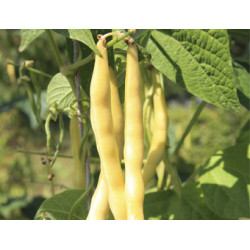 Stokslabonen Neckargold (Biologisch) (71171) Stokslabonen Neckargold (Biologisch) (71171)